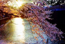 Odawara Castle in Spring